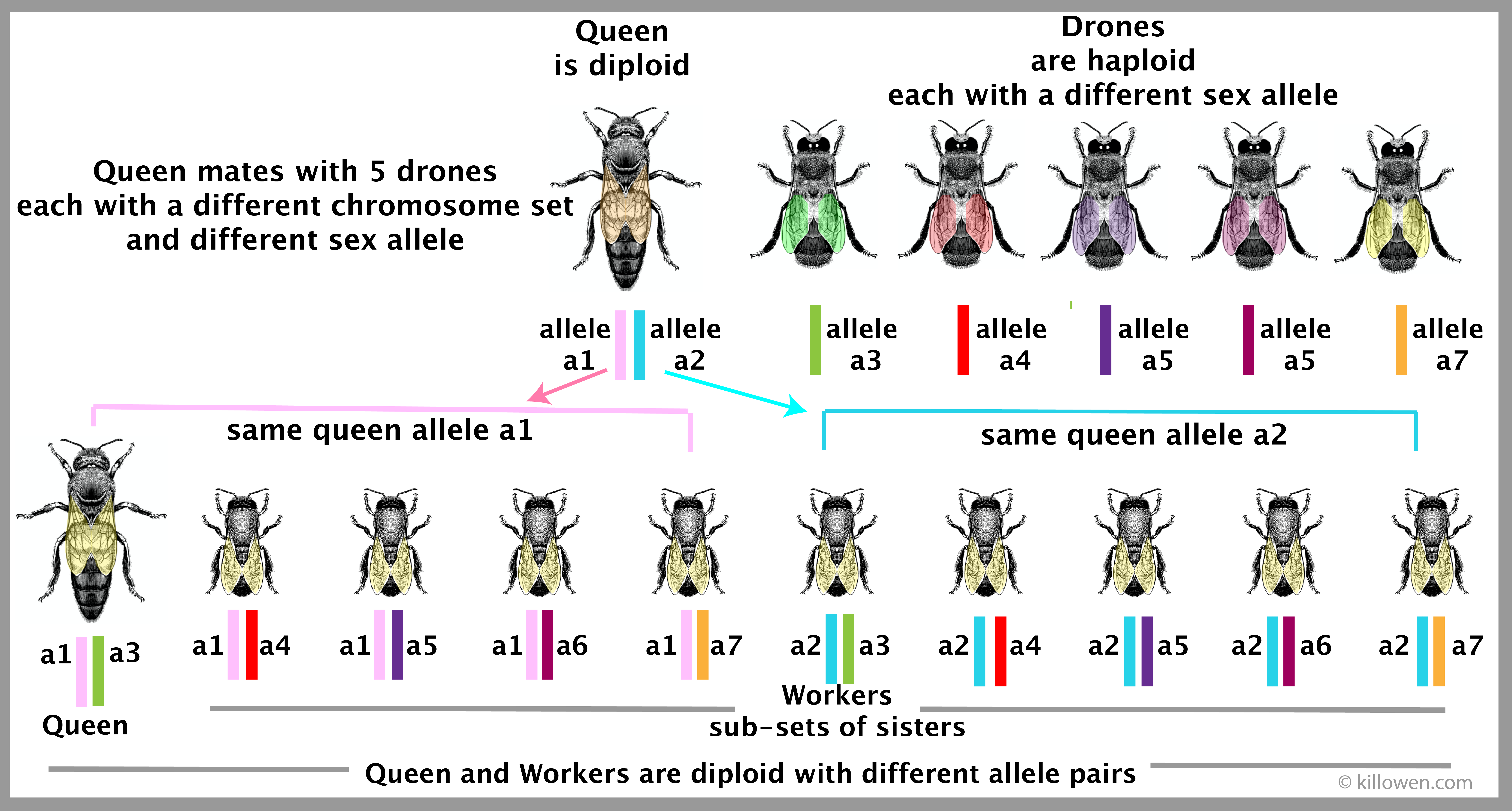 genetics of queen mating